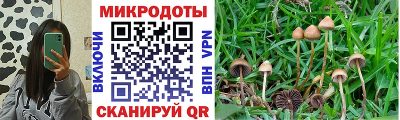 ссылка на мегу ссылка  Суздаль  Псилоцибиновые грибы GOLDEN TEACHER 